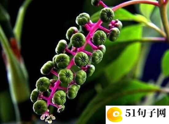 网易云伤感id三字 