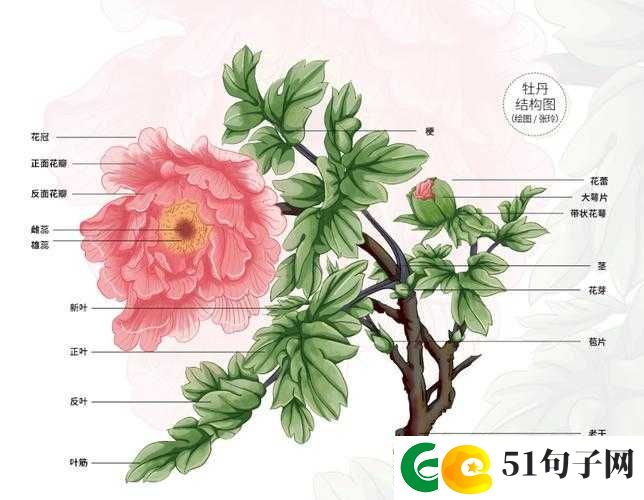 国色天香还是天香国色之究竟谁更能体现其独特魅力与价值