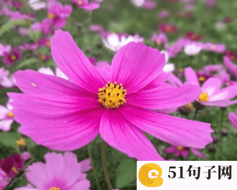 qq群名字搞笑逗比点的、柠檬之夏&curre 