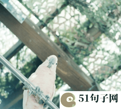 又丧又温柔的王者名 