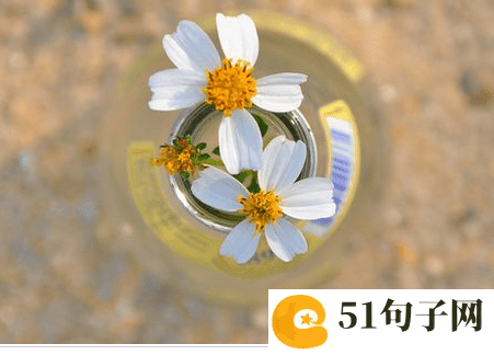 像柠檬不萌一样的网名