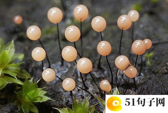 高端大气的网名女生、心碎的声音你听不见 