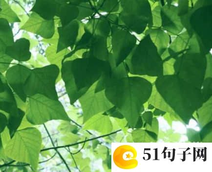 起网名昵称优雅四个字_孤独酒香 