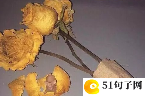 四个字高雅古风的队名 迷人的小东西 
