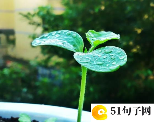 软妹仙气三字微信名温暖多情_陌上初熏 