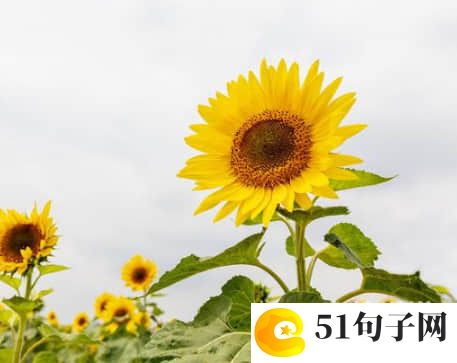 网名文艺古风小清新_灬萌仔乀丶 
