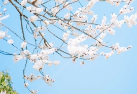 诗意淡雅的闺蜜网名 【︶ㄣ星星会哭ㄣ】 