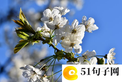 帅气小伙网名、花开花落花归尘 
