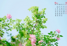 失恋后的网名 