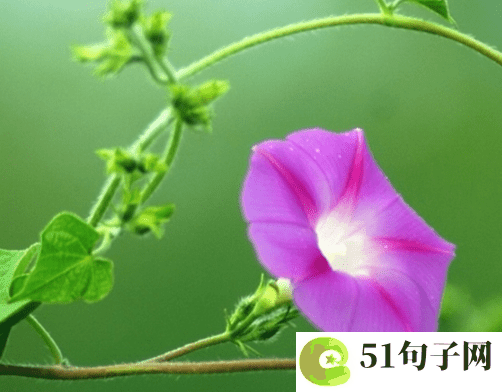 两个字有含义的网名 